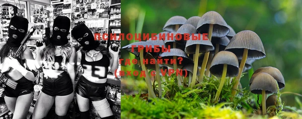 прущие грибы Абинск